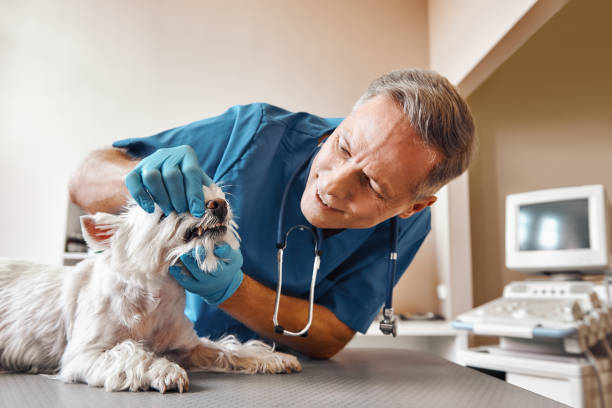 Best Emergency Treatment for Dental Infections or Abscesses in Spanish Fork, UT